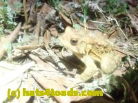 /home//u458753944/public_html/sourcegallery////////////////Roxborough Toad Detour/2024/2024-03-15/P3151342.JPG